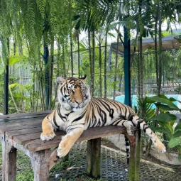 Tiger Sitting on The Tiger Kingdom